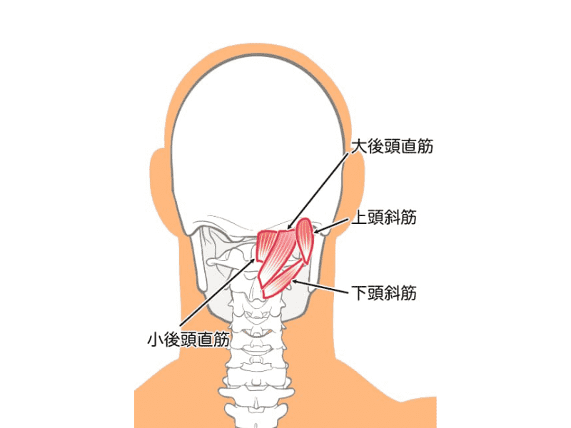 後頭下筋群の図解